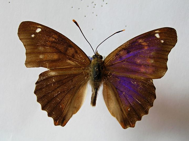 Apatura ilia male (form clytie ab. iole) (Internet Image property of respective owner, non-commercial use only)